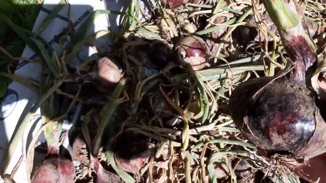 ЁШТА ДЛЯ КОМПОТА, УРОЖАЙ ЧЕСНОКА И ЛУКА ОТЛИЧНЫЙ.29 ИЮЛЯ 2022 Г. смотреть онлайн