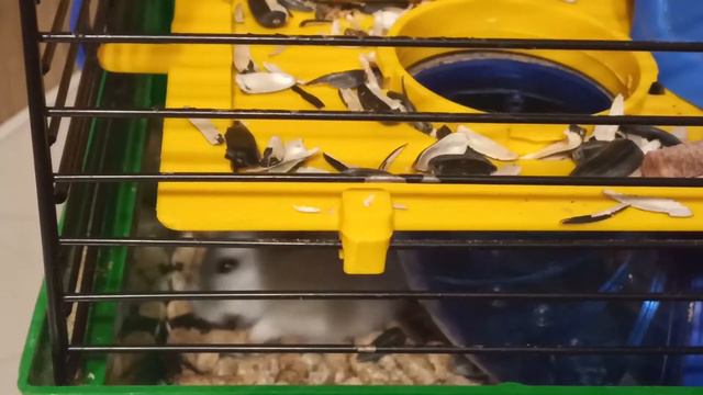 Хомяк Тоша (Мой питомец)