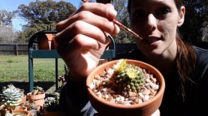 How I hand pollinate my cactus flowers