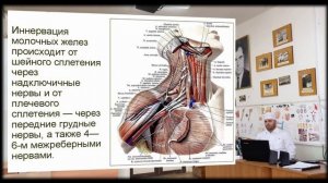 Топография молочной железы женщины.