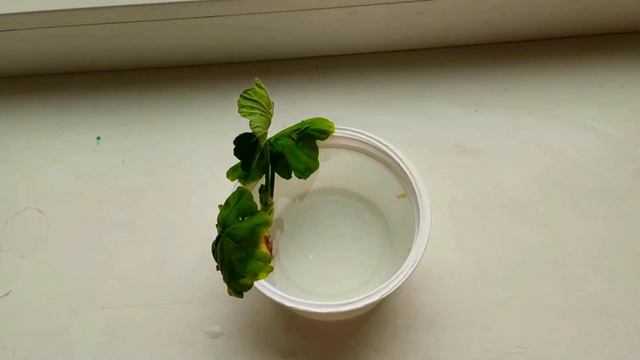 Хотела посадить отросток герани и забыла. Что будет? смотреть онлайн