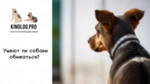 Про собачьи обиды