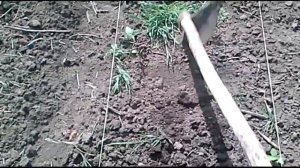 Как обрабытывать саженцы фундука этап 2