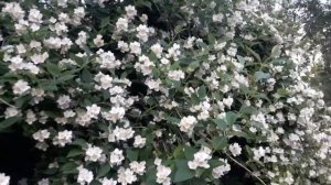 Как красиво цветет и свисает огромный куст жасмина