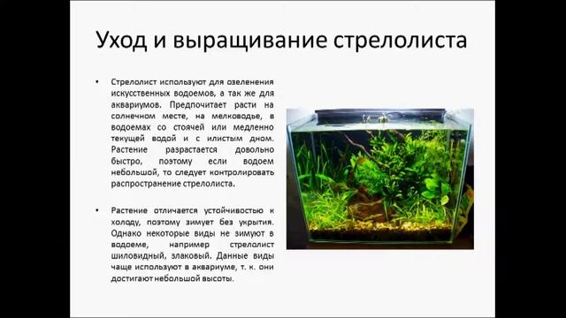СТРЕЛОЛИСТ