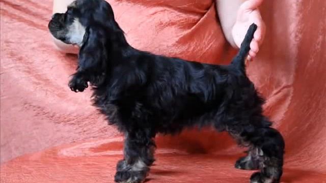 Деткам Бусёны и Танго посвящается....wmv смотреть онлайн