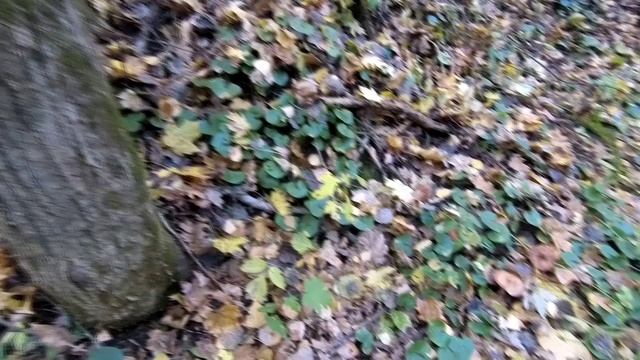 УДАЧНАЯ "ГРИБАЛКА". Съедобные грибы. Вешенки. Опята летние и зимние. Рядовка белая.