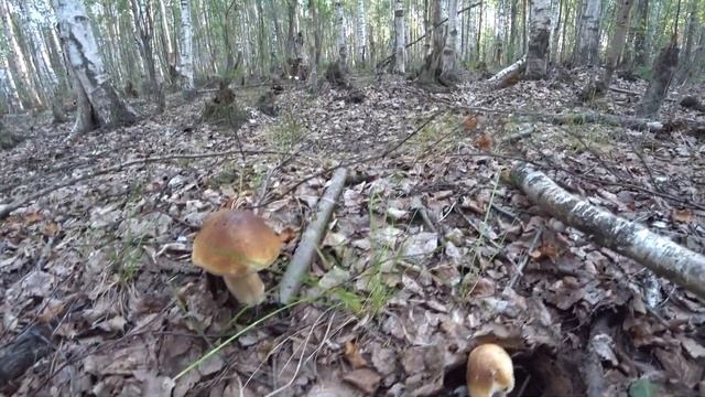 СХОДИЛ В ЛЕС, БЕЛЫЕ ГРИБЫ ПОВСЮДУ / ПО ГРИБЫ В ПЕРМСКОМ КРАЕ 2023 смотреть онлайн