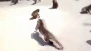 Hitinfo 7 -Стена и Батут:D