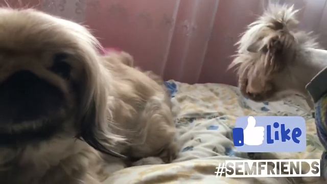 Пекинес крупным планом, Йорк ревнует смотреть онлайн