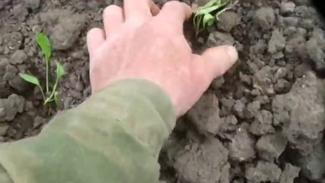 посадка кормовой свеклы( вручную)