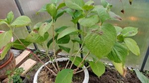 Крупнолистные ГОРТЕНЗИИ Как подготовить к зиме. Варианты зимовки