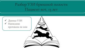 Обзорное УЗИ брюшной полости кошке | Разбор протокола и заключения |Дисплазия почки |Фиброз кишки
