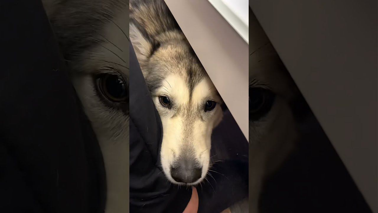 Схватка 11 месяцев Хаски по имени Тайсон и 6 месяцев