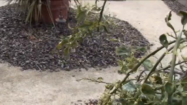 Minneola Tangelo citrus tree flushed with leaves and getting ready to set blossoms смотреть онлайн