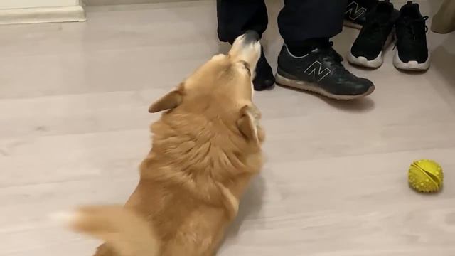 Как папа чувствует себя после прививки? 💉Долгожданный ужин🥳️ Семейный влог🐶Вельш Корги смотреть онлайн