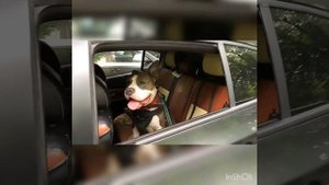 Охранная система «Стафф». Американский стаффордширский терьер. Staff. Amstaff