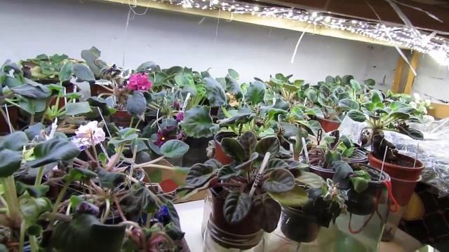 ТРИ МЕСЯЦА без воды, света и тепла. ФИАЛКИ, БЕГОНИИ, стрепсы Что ВЫЖИЛО? смотреть онлайн