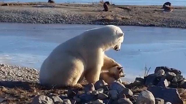 Белый медведь гладит собаку