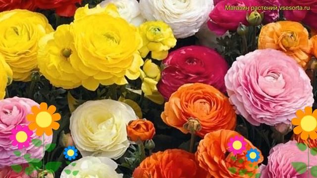 Лютик азиатский Микс. Краткий обзор, описание характеристик ranunculus asiaticus Mix смотреть онлайн