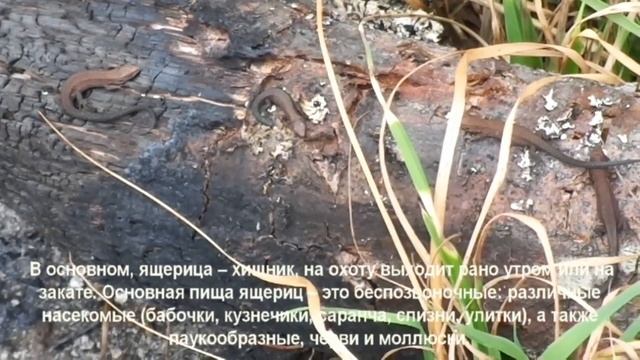 ЯЩЕРИЦЫ.  Мастера маскировки. Видео для детей.