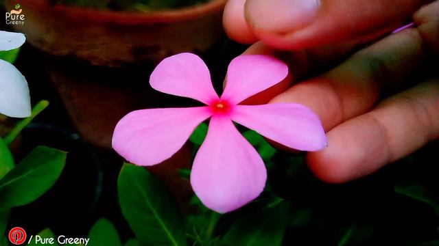 Top 8 Permanent Flowering Plants To Grow In Pots! (EASY ONE'S)
