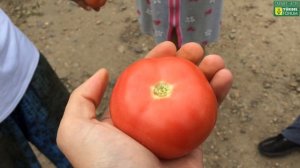 Фермера сравнивают РОЗОВЫЕ ТОМАТЫ, ПИНК МАРГАРИ F1, парадайз f1 и др. Ликбез про БИО ПРЕПАРАТЫ