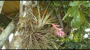 Pequena Bromélia, a epífita Tillandsia stricta.