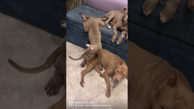 Продажа #голубойщенок #прайтер #pitbull #питер #продажащенков #pitbullove #saledog #москва #купить