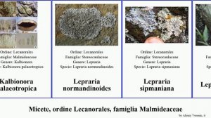 Micete, ordine Lecanorales, famiglia Malmideaceae lepraria fungus incana crenata Psora Calvitimela