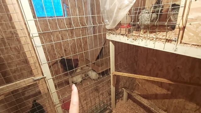 Куриный праздник 15 января/ Чёрный ПЕТУХ снес яйцо в это день/ Василиск/Полная уборка курятника