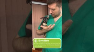 Филипп, 3 месяца,  пришел на вакцинацию к врачу Лукьянову А.Г. Клиника БиоВет Кутузовская.
