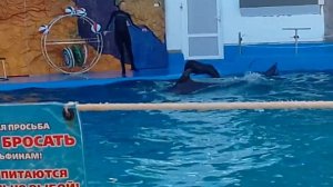 Прикольная морская кошка #2