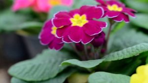 Примула Обзор теплицы