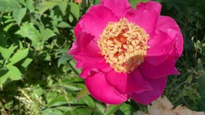 Paeonia 'Mandarin's Coat' (Marx-Rogers 1978)