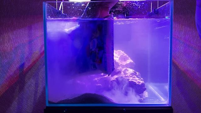 Запуск морского мини аквариума с нуля на сухих камнях (срк). Нано риф. смотреть онлайн