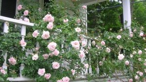 Розы в ландшафтном дизайне. Идеи оформления сада розами