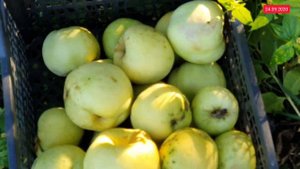 Пошаговый рецепт от Бабкиных внуков / Яблоки мочёные без сахара 2020 / Apples soaked in a barrel/