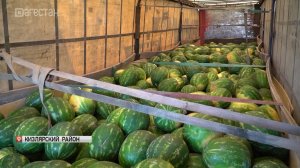 Дагестанские арбузы будут продавать в Москве
