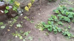 Сравнение винограда виктор и юбилей новочеркасска.