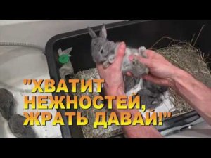 ИСКУССТВЕННОЕ КОРМЛЕНИЕ КРОЛЬЧАТ