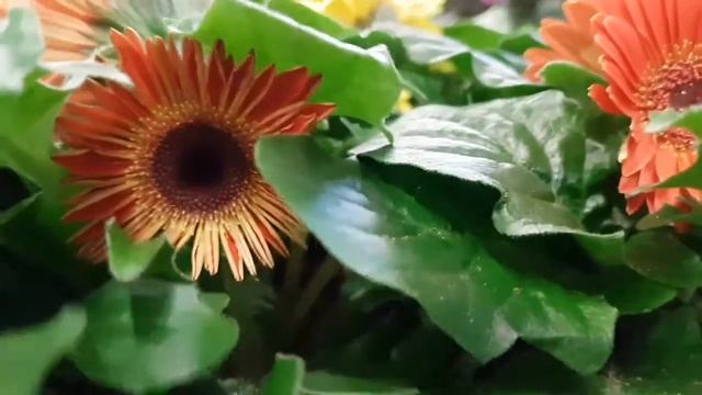 Каланхое, кампанулы, гузмания, вриезия, герберы, примулы. смотреть онлайн