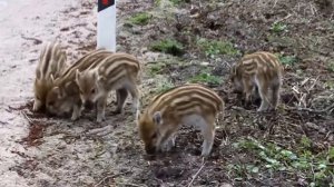 Кабаниха с кабанятами вышли на дорогу на Куршской Косе (03.05.13)