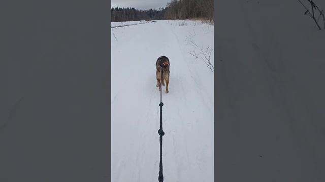 Хаски деревня #shortsvideo #dog #shortvideo #husky #dog