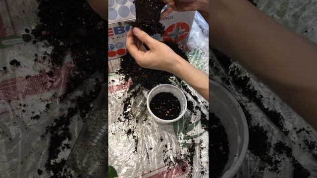 ?Powder Puff? зональная пеларгония,пересадка. смотреть онлайн