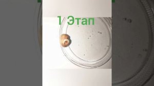 Как прорастить  фасоль.