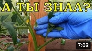 Формируем ПОМИДОРЫ: ВАЖНОЕ в уходе!???