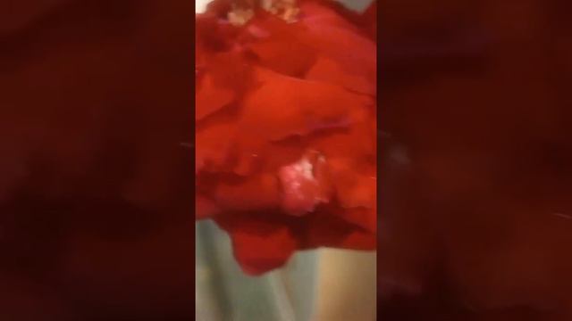7 Muharram mola Abbas alamdar ke roze ki video