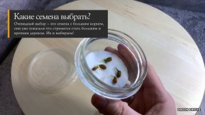 Лимон растёт у тебя дома | Выращивание лимонного дерева из косточки [СНАЧАЛА БЫЛО СЕМЕЧКО]