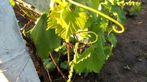 ОБРАБОТКА ВИНОГРАДНИКА (после дождя с градом)